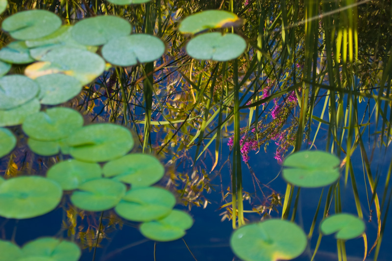 Flowers Reflected In Lily Covered Water